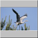 Ardea cinerea Graureiher 07.jpg